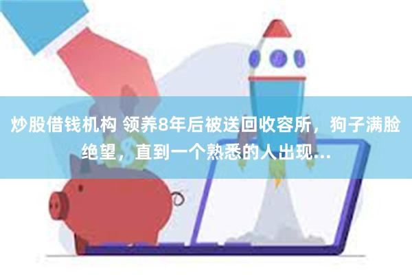 炒股借钱机构 领养8年后被送回收容所，狗子满脸绝望，直到一个熟悉的人出现...